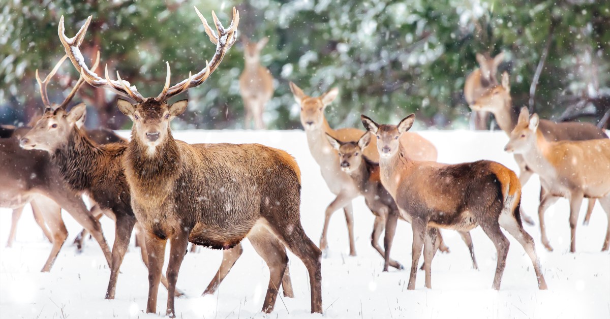 Ask Dr. Jenn: Facts about Santa's Reindeer